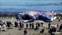 Top 5 des observations mystérieuses de monstres marins gigantesques - 2021