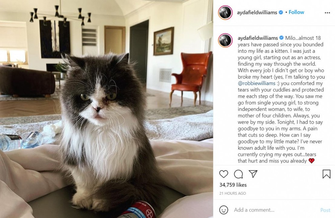Ayda Field trauert um ihren Kater