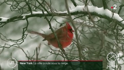 Etats-Unis : New York au ralenti à cause d’une tempête de neige