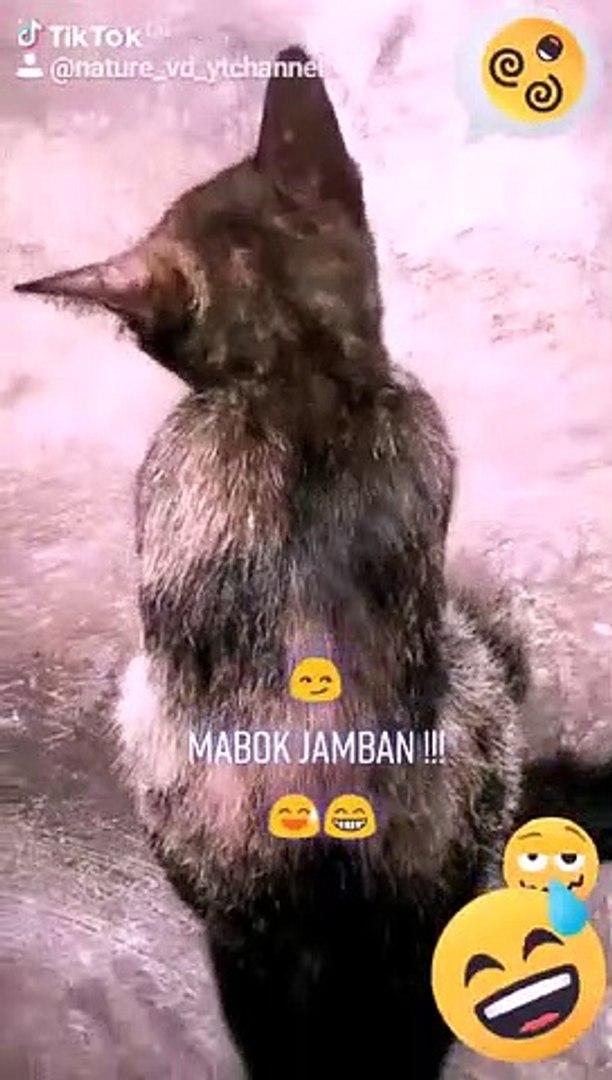 CRAZY CAT (DANCING CAT)