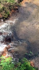 Huge Snake Swims Along Stream