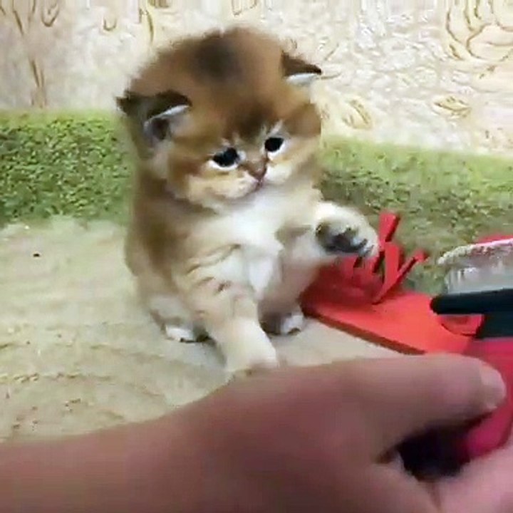 Kitty is so incredibly cute, funny kittens videos, cute kittens videos