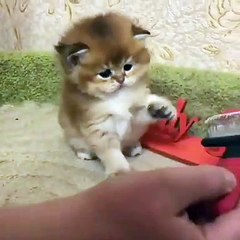 Kitty is so incredibly cute, funny kittens videos, cute kittens videos