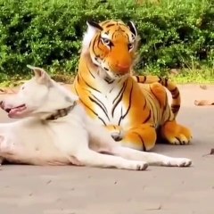 Fake Tiger prank on Dogs (Best parts)