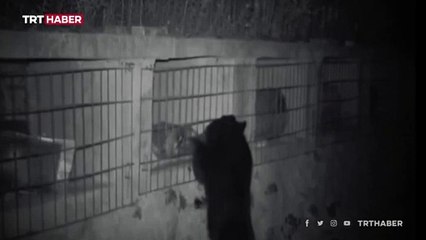 Bal kokusuna dayanamayan ayı çiftliğe girdi