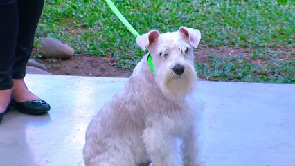 bd-accesorios-lindos-y-funcionales-para-mascotas-020221