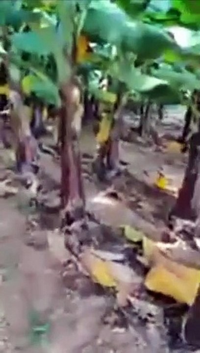 Banana Trees