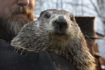 Punxsutawney Phil Predicts 6 More Weeks of Winter