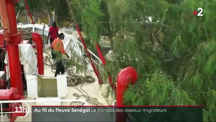 Découverte : à la rencontre d'une faune inoubliable, sur le lac Sénégal