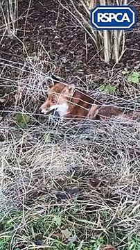 RSPCA rescue fox tangled in barbed wire fence near Hartlepool river