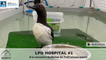 LPO HOSPITAL #1 À la rencontre Guillemot de Troïl (oiseau marin)