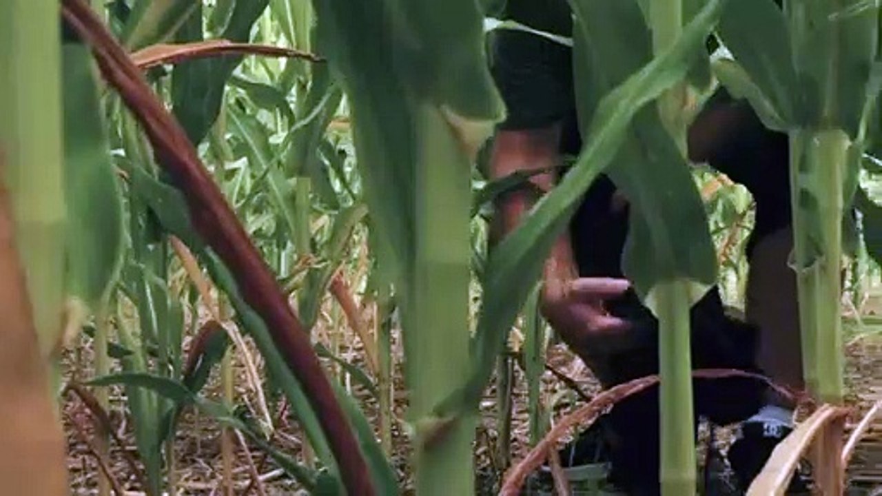 Sharks of the Corn Teaser Trailer