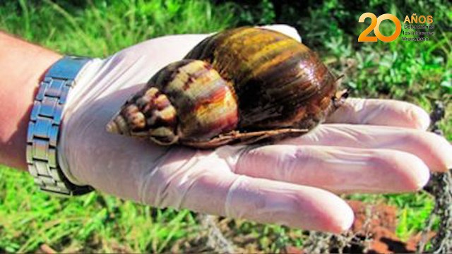 Aparecieron caracoles africanos gigantes en Posadas