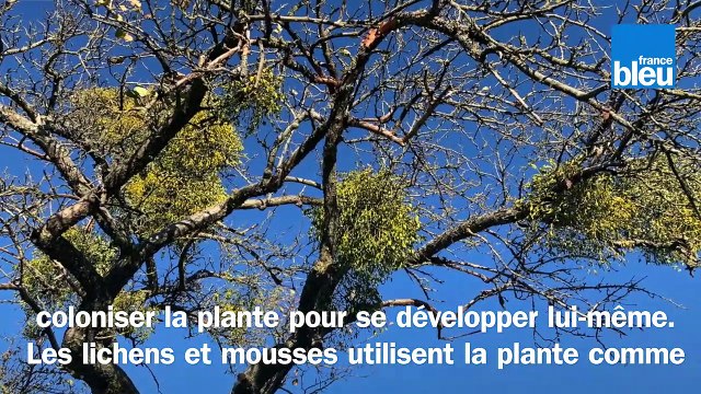 Roland Motte, jardinier : les mousses et les lichens ne sont pas des parasites