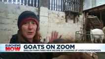 Goats on Zoom: English farm finds new income by livening up video conferences