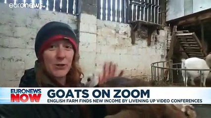 Goats on Zoom: English farm finds new income by livening up video conferences