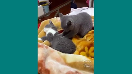 Funny Cats ✪ Mother cats protecting their cute kittens #81