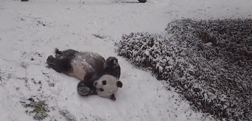 Les pandas de Washington jouent dans la neige
