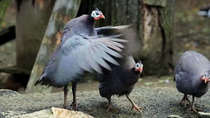 Guinea fowl