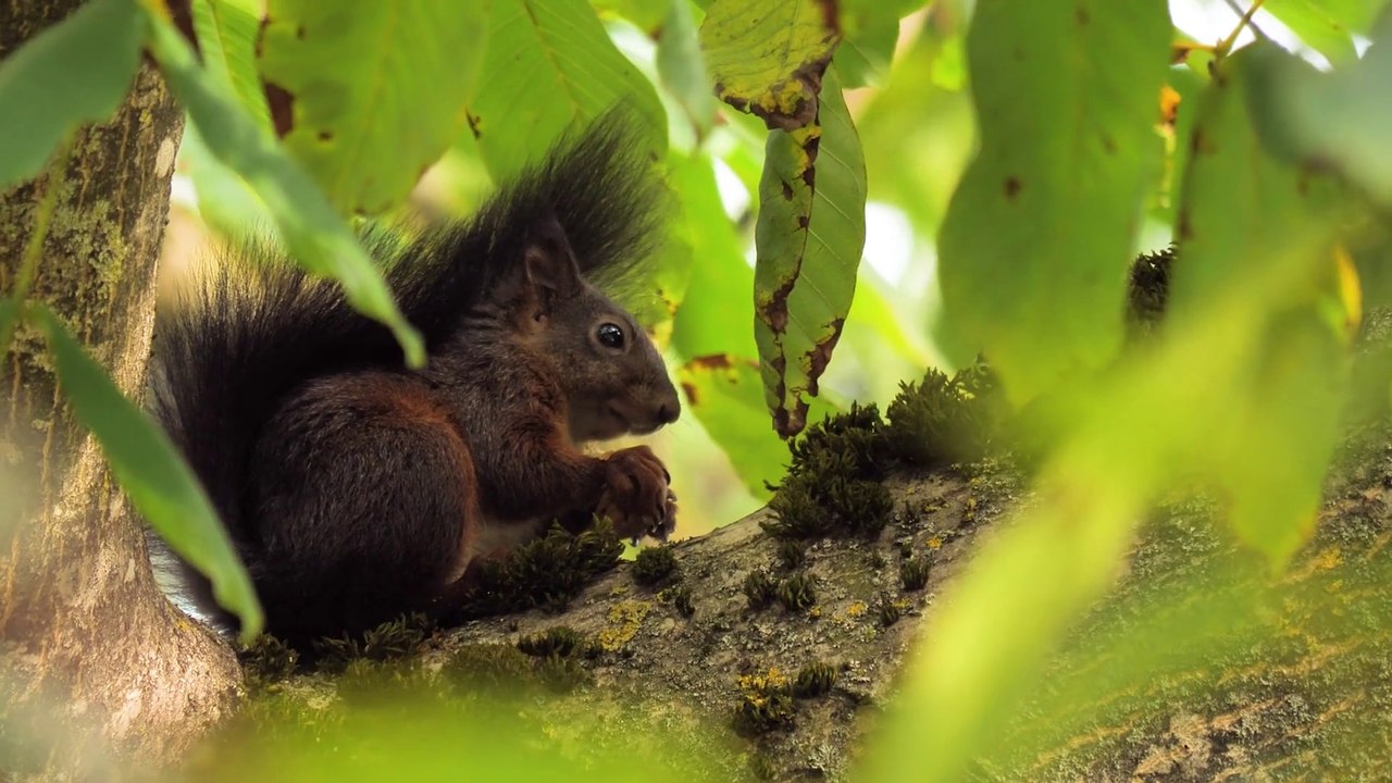 Squirrel