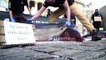 Quatre dauphins morts exposés par Sea Shepherd devant l'Assemblée