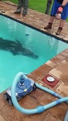 Ce qu'ils découvrent au fond de la piscine est terrifiant