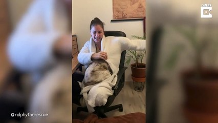 La passion de ce chien : se glisser dans le peignoir de sa maitresse