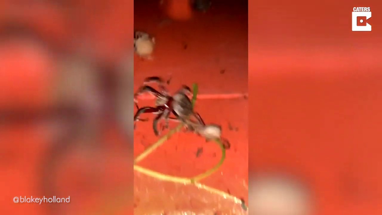 Il découvre des dizaines d'araignées géantes sur son tracteur... terrifiant