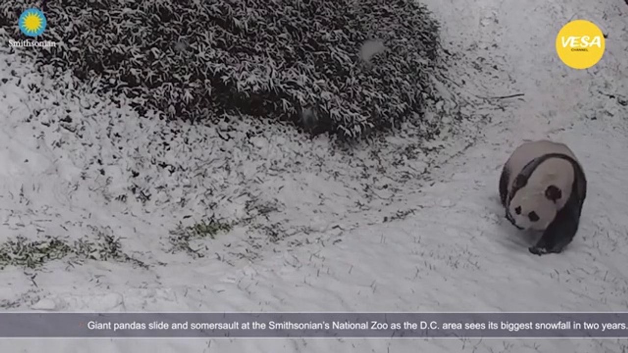 Smithsonian National Zoos Giant Pandas take full advantage of winter weather