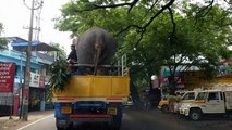 Tuckered Elephant Goes For A Ride