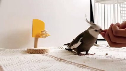 White-Faced Cockatiel Plays Basketball