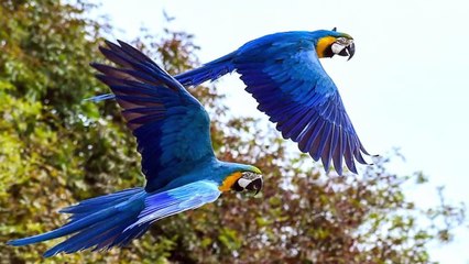 Las 9 Mascotas Más Costosas Del Mundo