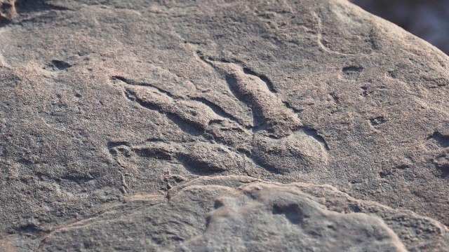 4-Year-Old Discovers “Pristine” Dinosaur Footprint