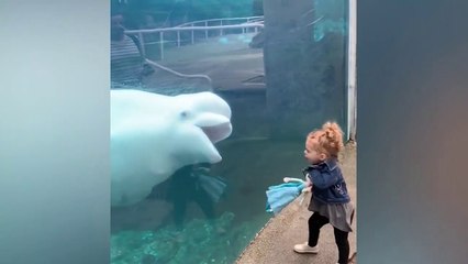 TRY NOT TO LAUGH - Baby Shark Doo Doo - Best Funny Video 2021