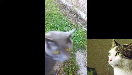 Cat having fun outside l pets and animals l film and animation