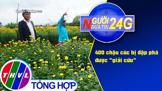 Người đưa tin 24G (6g30 ngày 3/2/2021) - 400 chậu cúc bị đập phá được giải cứu