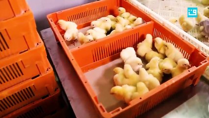 Chick gender can be changed in egg only