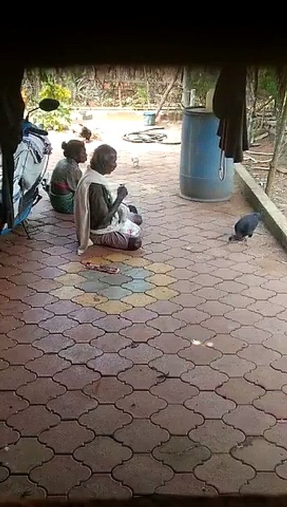 Hen Theif||Funny Morge Chor||New Trick