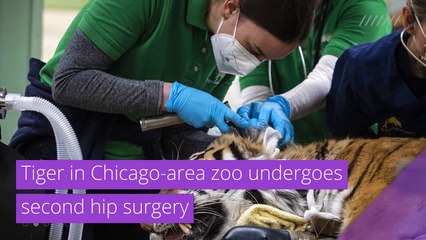Tiger in Chicago-area zoo undergoes second hip surgery, and other top stories in strange news from February 03, 2021.