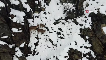 Drone'u tehdit olarak algılayan dağ keçileri böyle kaçtı