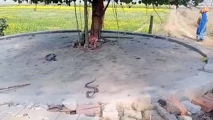 नाग नागिन का निकला जोड़ा
