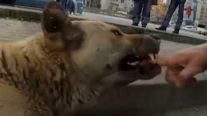 ‘Kendimi köpeklere ısırtıyorum ve bunu zevkle yapıyorum’