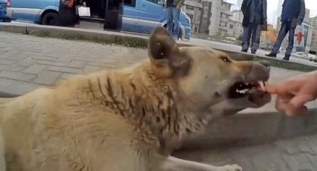 Sokak köpeklerini sinirlendirip kendini ısırttırıyor