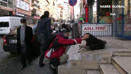 Sokak köpeklerini sinirlendirip kendini ısırtıyor: "Bunu zevkle yapıyorum"