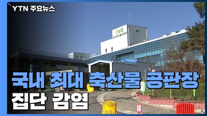 국내 최대 축산물 공판장 집단 감염...생산 육류 전량 폐기 / YTN