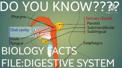 DIGESTIVE SYSTEM FACTS FILE