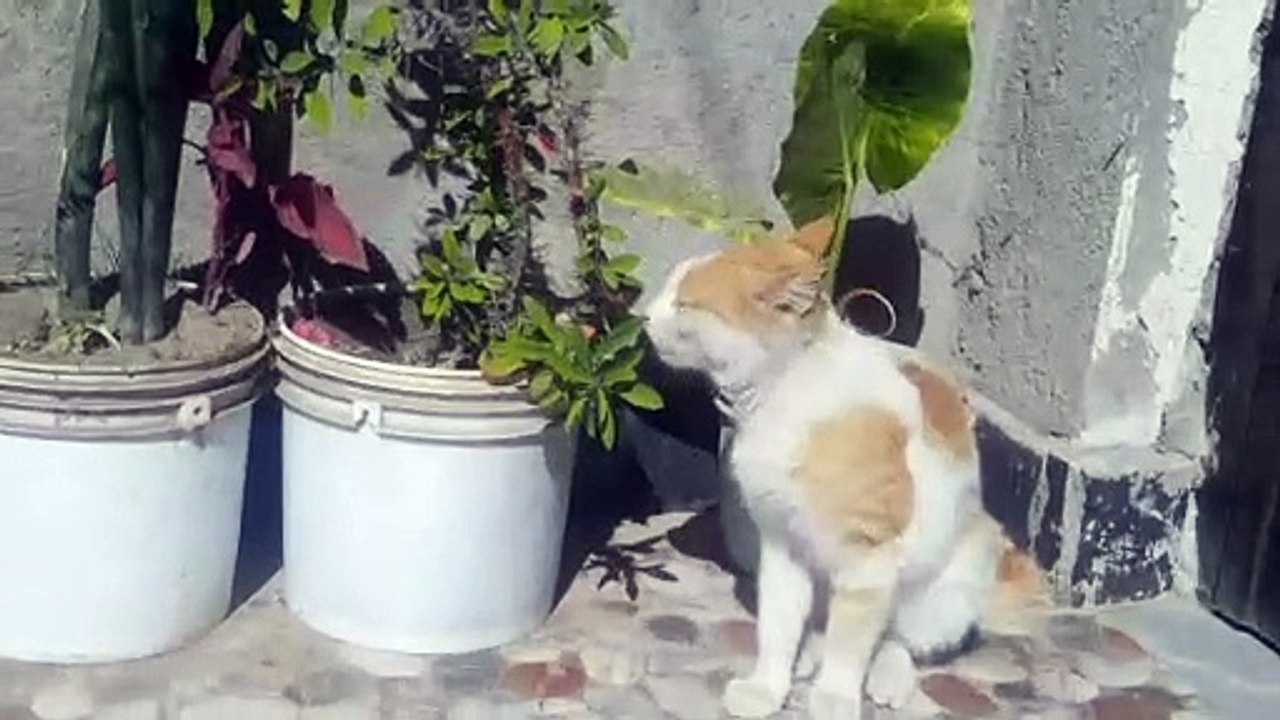 do cats eat plants video Dailymotion