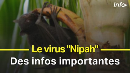 Le virus "Nipah" ... des infos importantes
