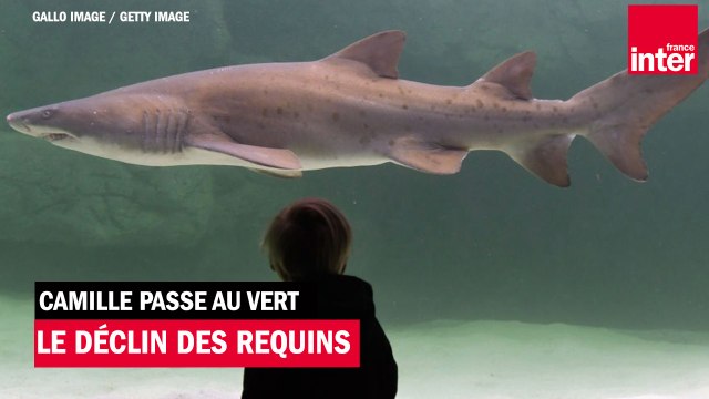 Le déclin des requins - Camille passe au vert