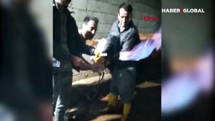Yer Adıyaman... Görüntüler inanılmaz! İneğin midesinde biriken gazı hortumla çıkarıp yaktı
